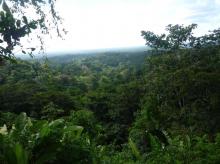 Point de vue sur la canopée