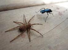 Sur la terrasse du carbet