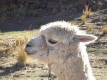 Alpaga