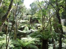 Fougères arborescentes